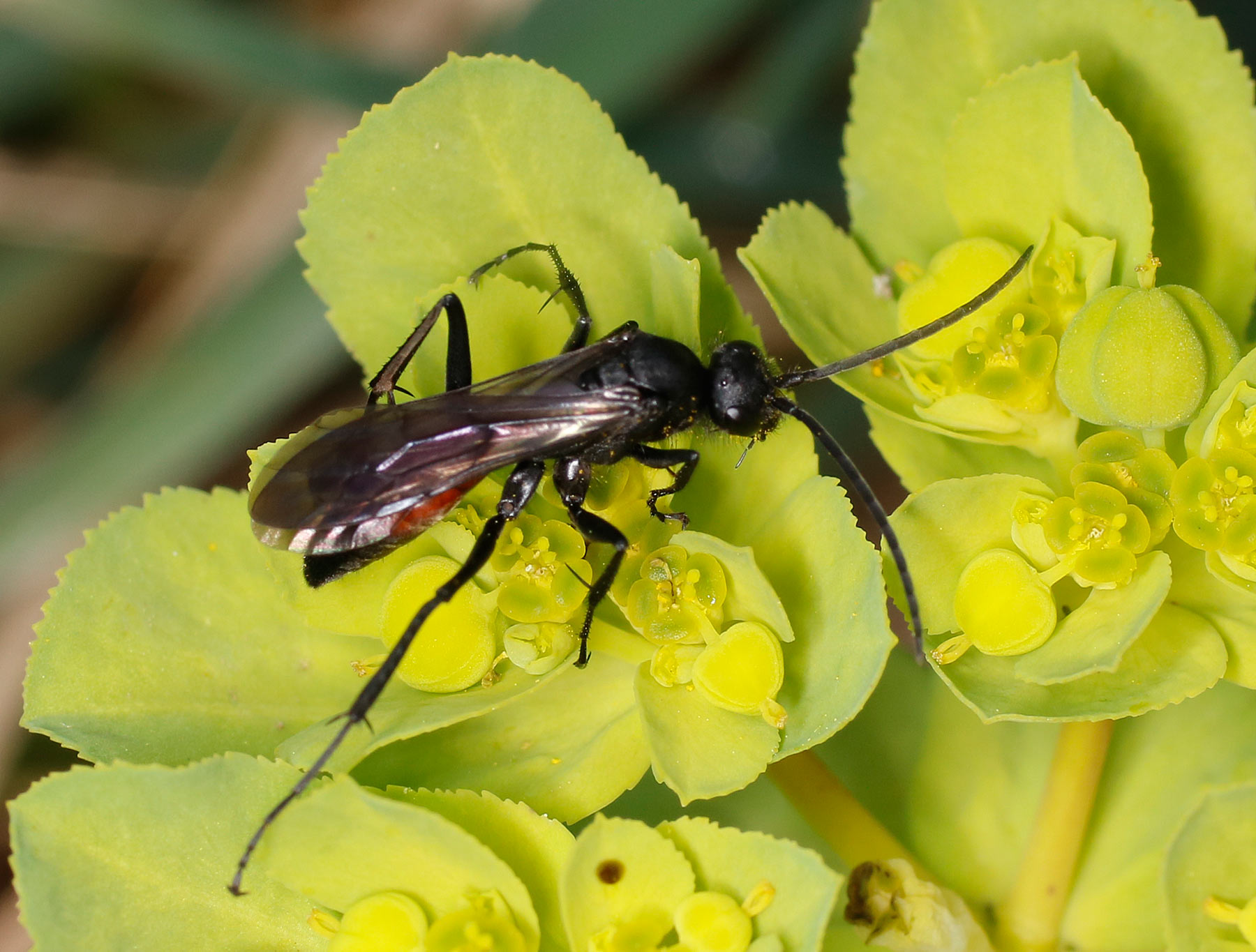 Pompilidae da ID